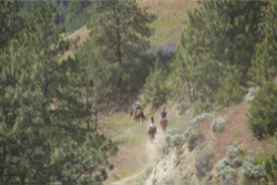 Okanagan Stables Photo Gallery